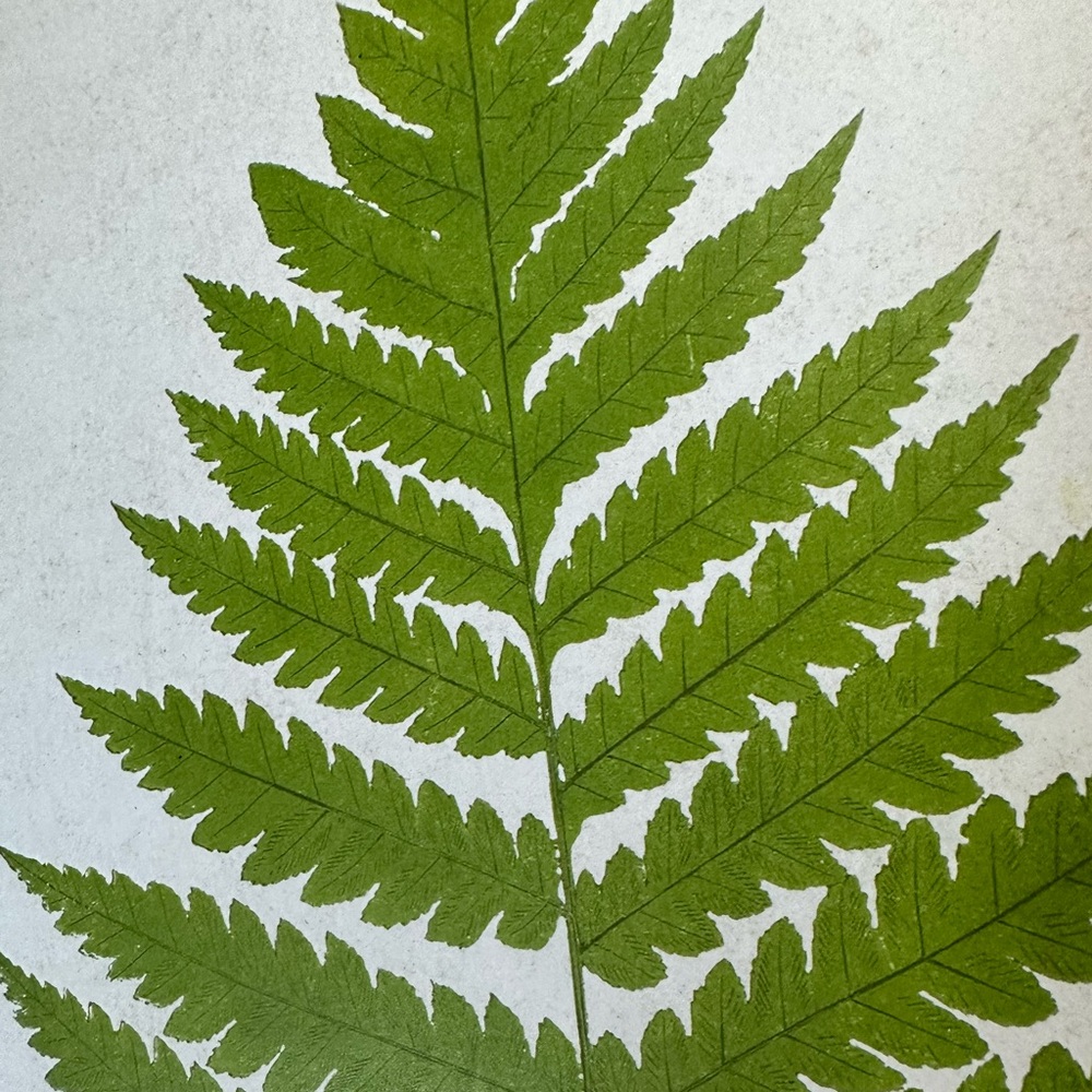 New Framed Green Fern Botanical Minimalistic Modern Herbal Wall Art - Picture 6 of 7